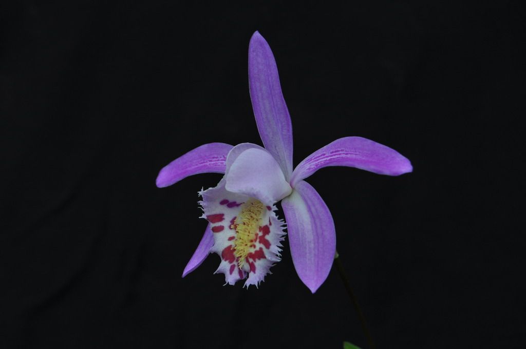 Pleione Ganymede	 037_zpslwxl4l8x