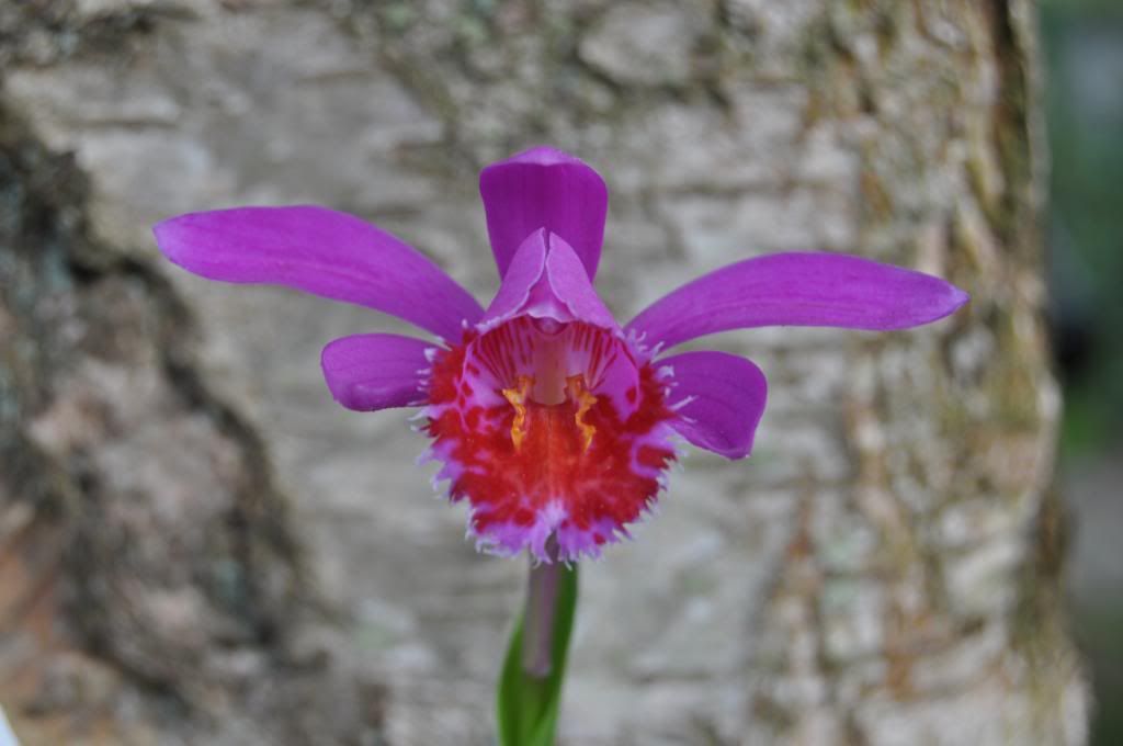 Pleione Taal  'Red Tailed Hawk'  038_zps0ac74fc6