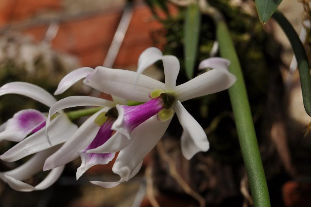 Leptotes bicolor 038_zps946951db