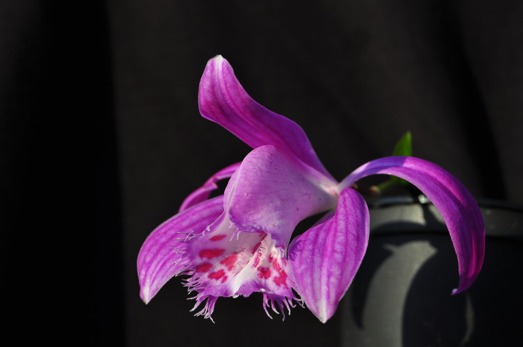 Pleione x barbarae plusieurs clones 038_zpsm4v5eykr