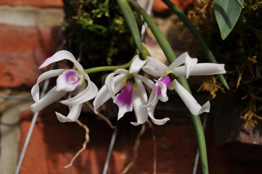 Leptotes bicolor 039_zps9ad7aede