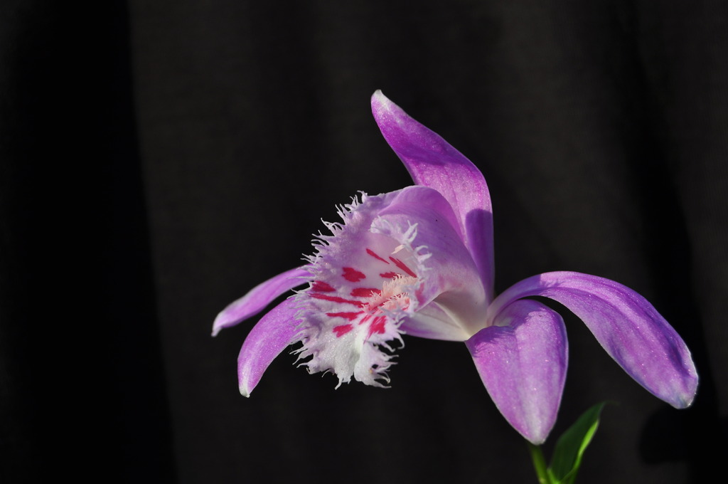 Pleione x barbarae plusieurs clones 040_zpshrysqoji