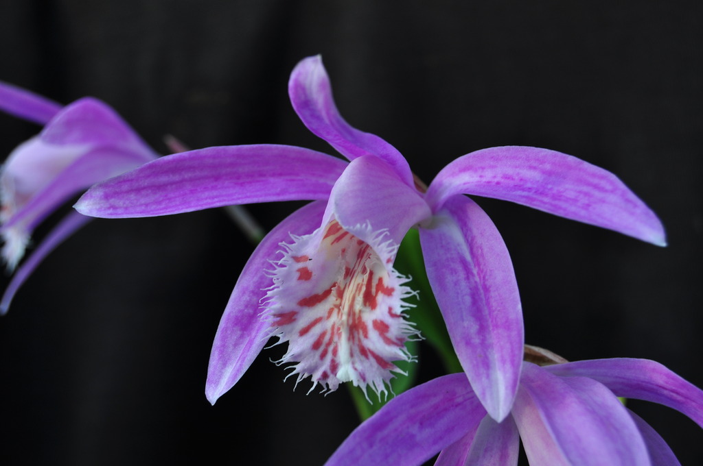 Pleione x barbarae plusieurs clones 042_zpssbigvfxw