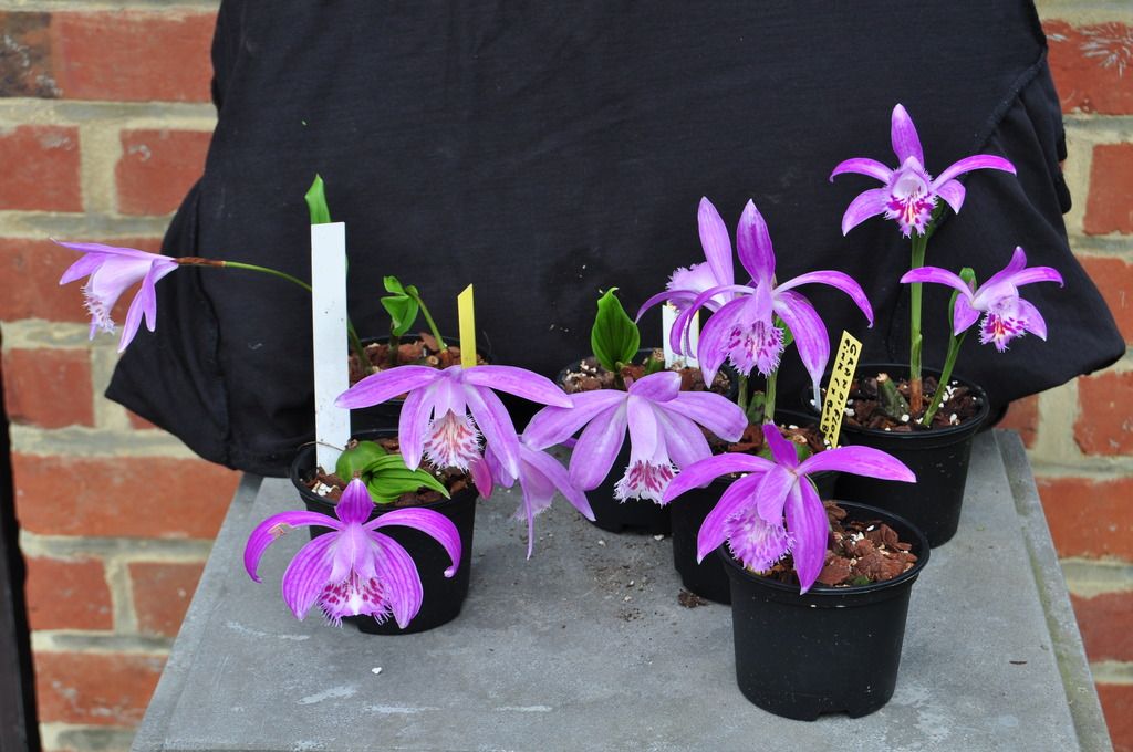 Pleione x barbarae goupe 044_zpshqwfvb5o