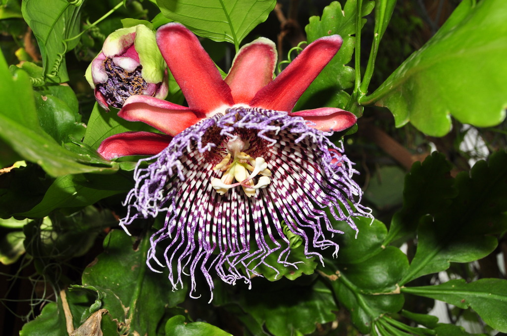 Bourse d'orchidées au jardin botanique d'Utrecht 046_zpssdiv9xfr