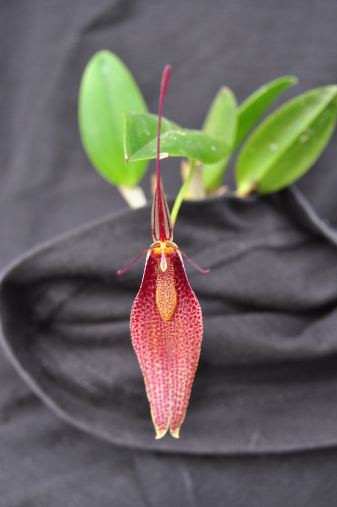 Restrepia guttulata (Equateur) 049_zpsjgrqcagd