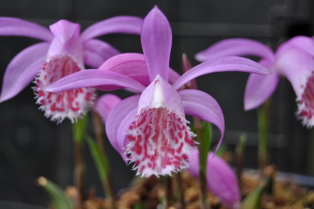 Pleione limprichtii 050_zps731538de