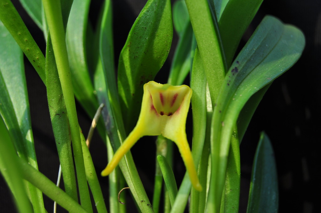 Masdevallia chasei 053_zps2u3pujsx