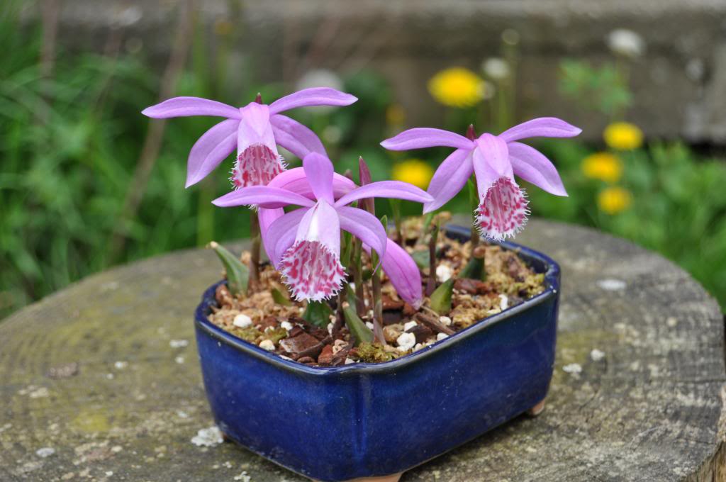 Pleione limprichtii 053_zps99bf47ed