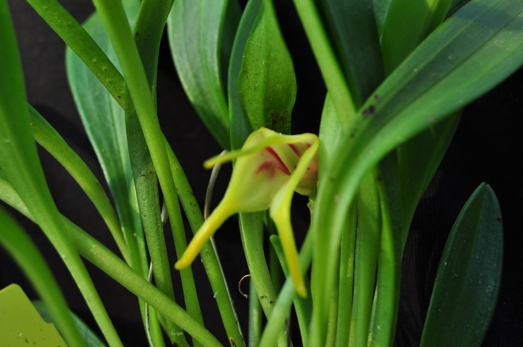 Masdevallia chasei 054_zps41upnr9k