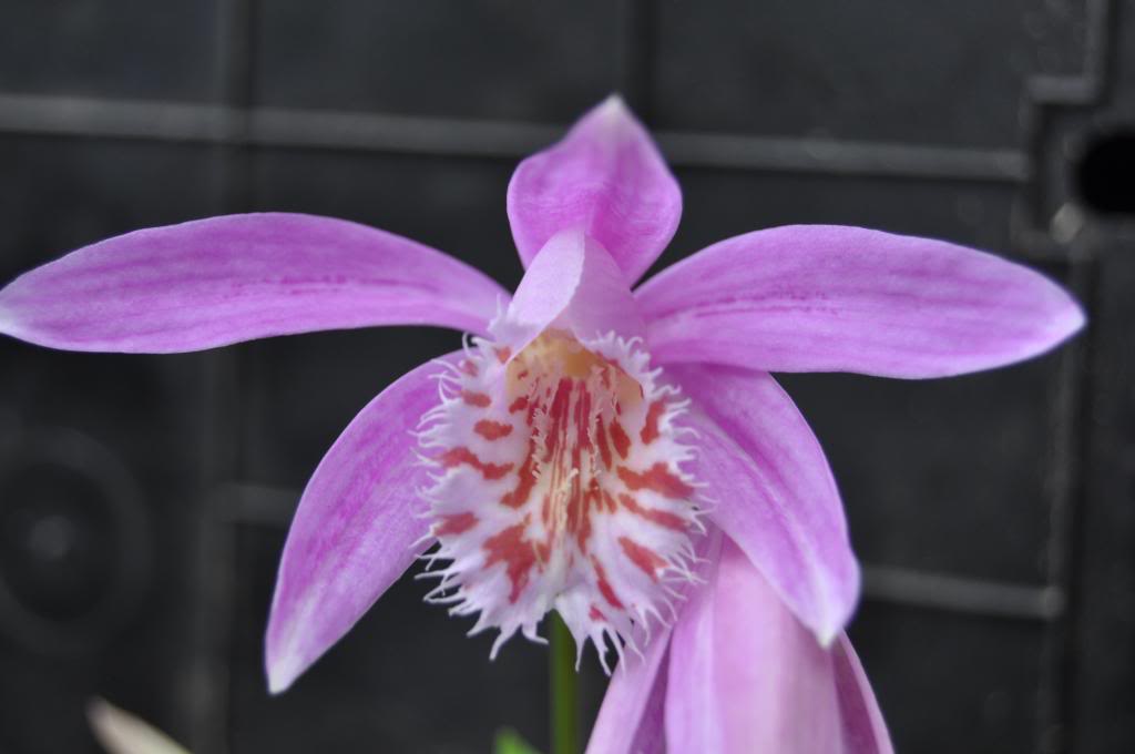 Pleione X Barbarae différents clones 054_zps82b12b25