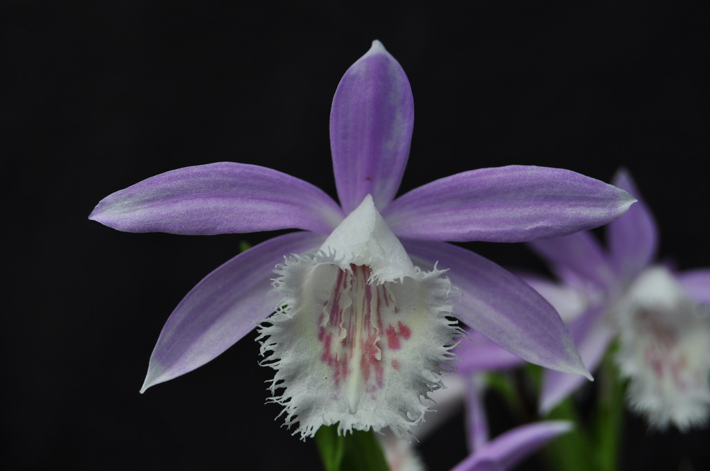 Pleione formosana 'Rossini' 058_zpselcelbrk