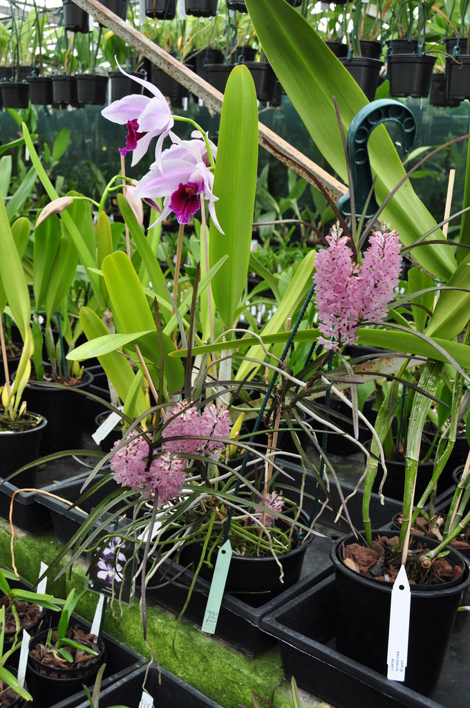 Vanda (Ascocentrum) christensoniana 062_zpszz1fdywo