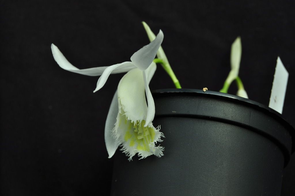  Pleione Eiger ‘Snowflake' 063_zpssmjuxbm3