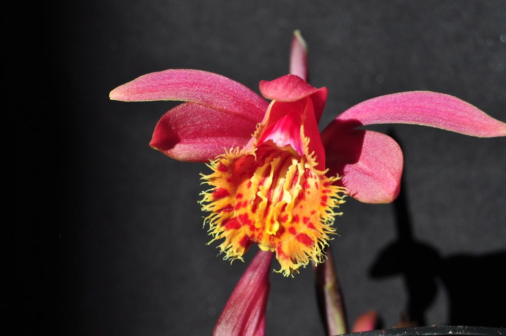 Pleione Marion Johnson 064_zpsjbttojok