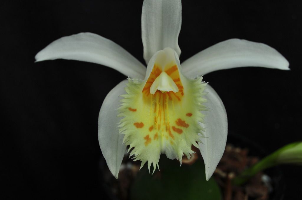 Pleione grandiflora  067_zpsjitrvo8t