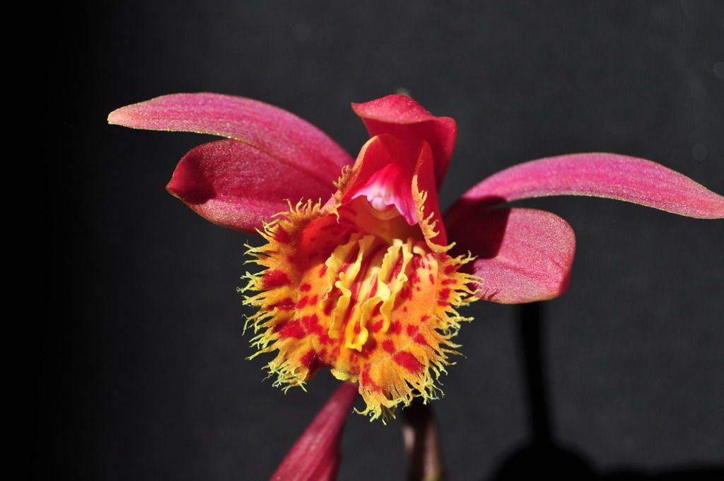 Pleione Marion Johnson 067_zpssmlveesj