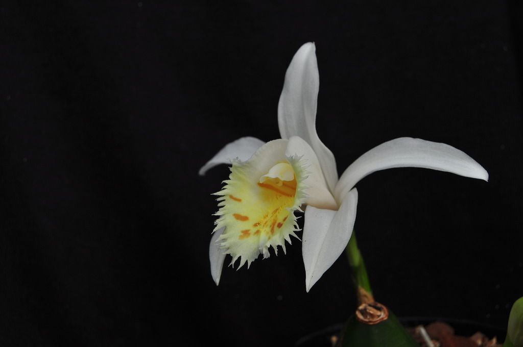 Pleione grandiflora  068_zpsvynybuyg