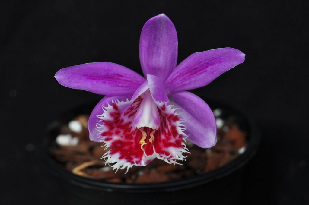 Pleione Adams 069_zpsaz0lnrhj