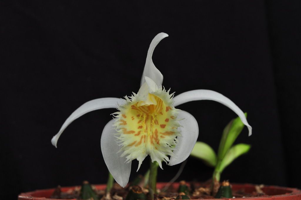 Pleione grandiflora  072_zpsdzradtvc