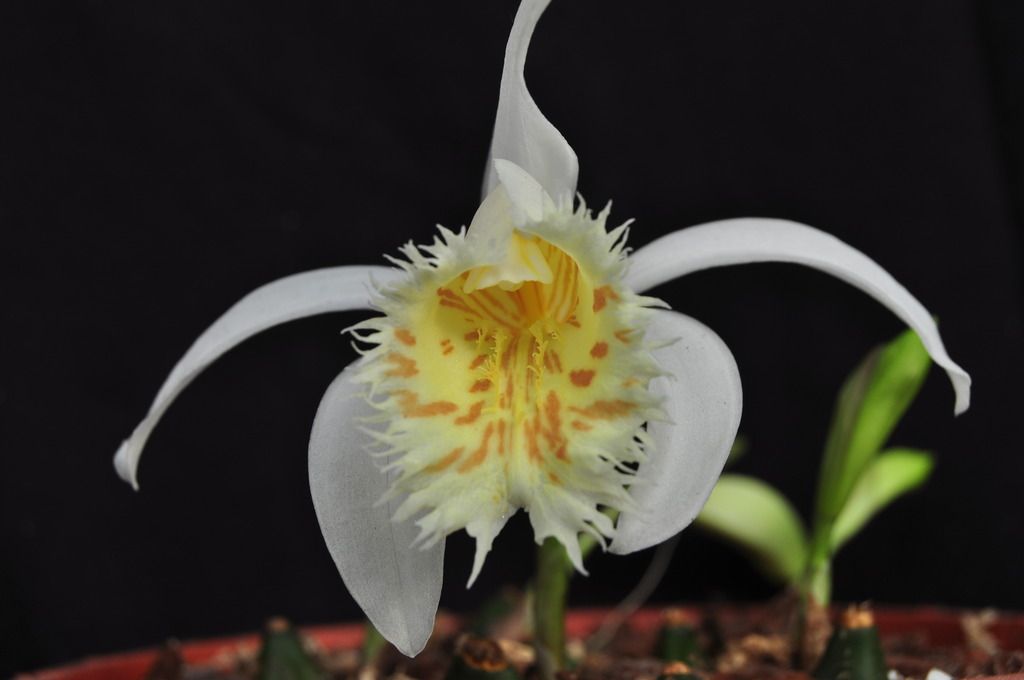 Pleione grandiflora  073_zpschbbmnso