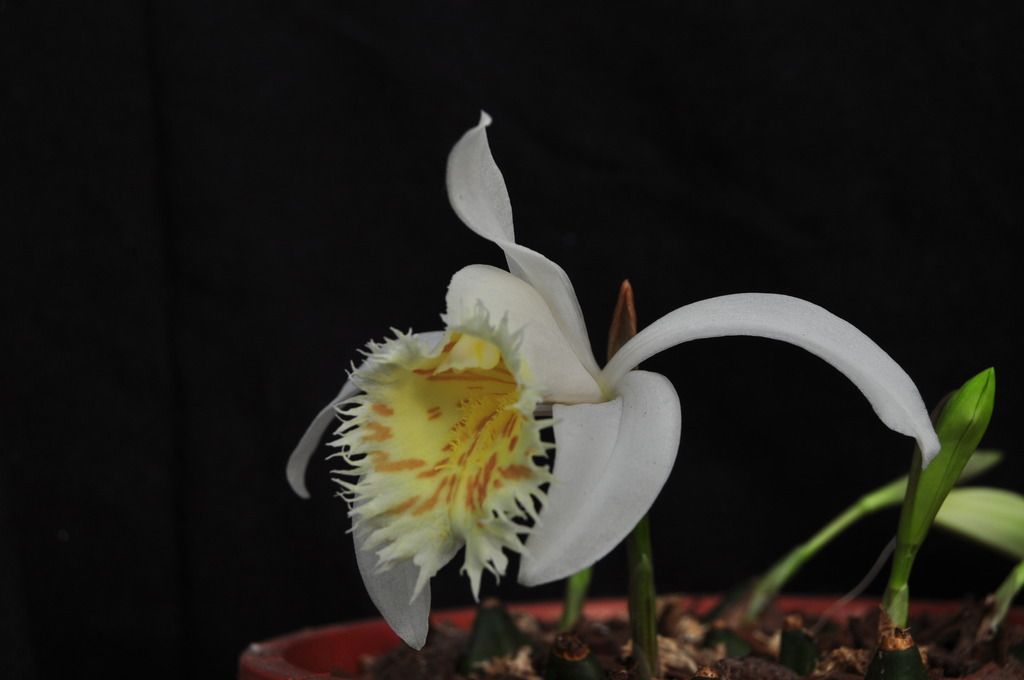 Pleione grandiflora  074_zpsfyndytjo