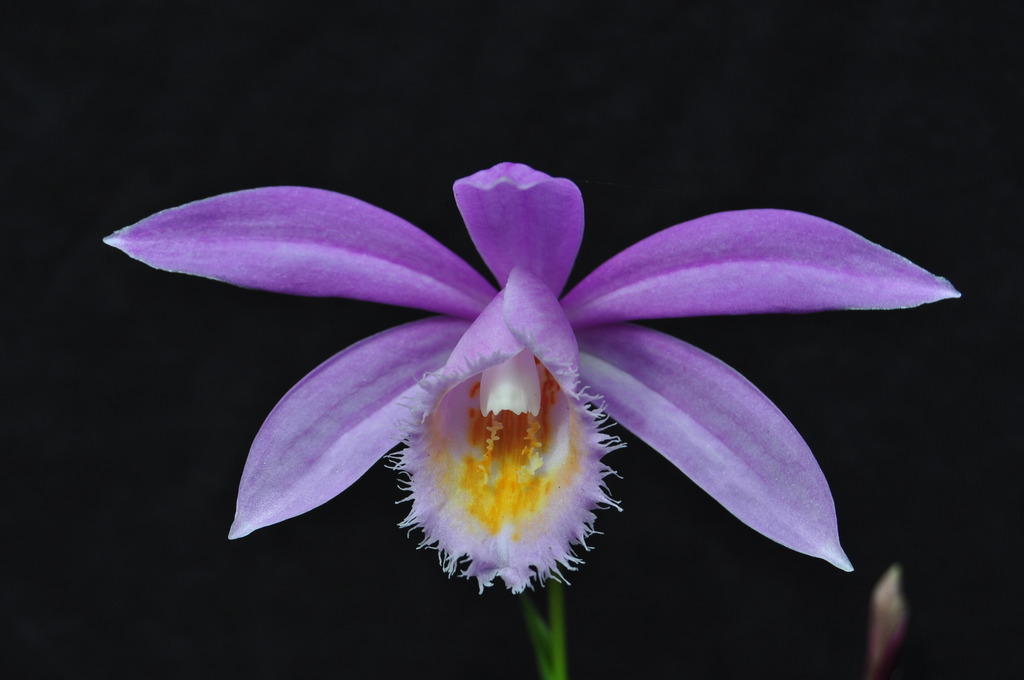 Pleione Hertha Kretz 085_zpszybmpced