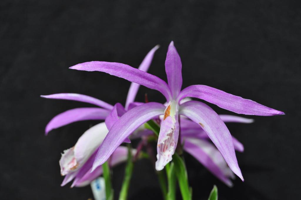 Pleione formosana 'variegata" 090_zpscodgbllp