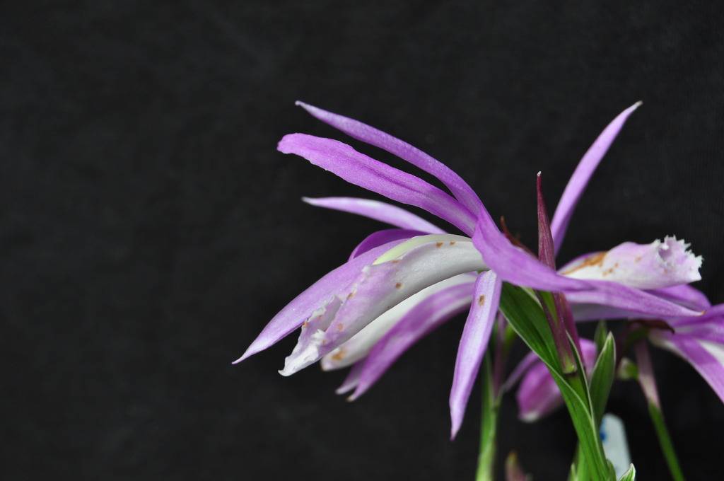 Pleione formosana 'variegata" 092_zpswz1omgrj