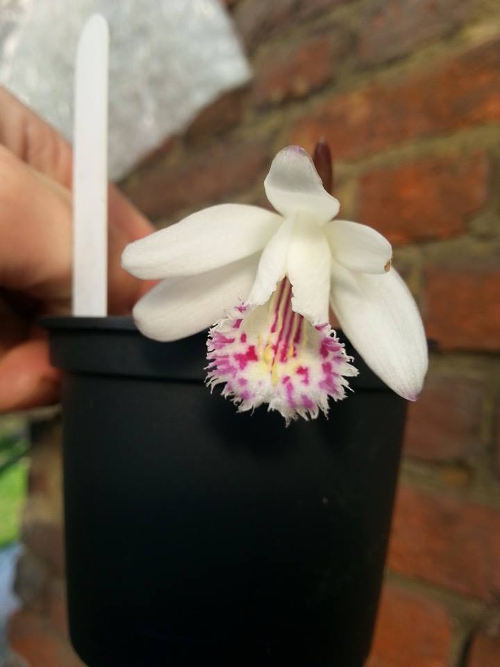 Pleione forrestii "Alba"... semi-alba... 10014546_10202696716612399_296940751_n_zps6fd74372