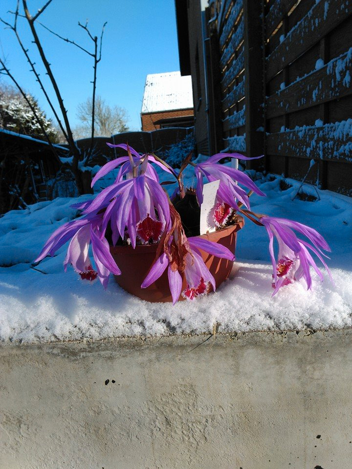 Pleione Wharfedale 'Pine Warbler sous la neige 10897894_10204647824268871_2000662345451242852_n_zps8c23011f