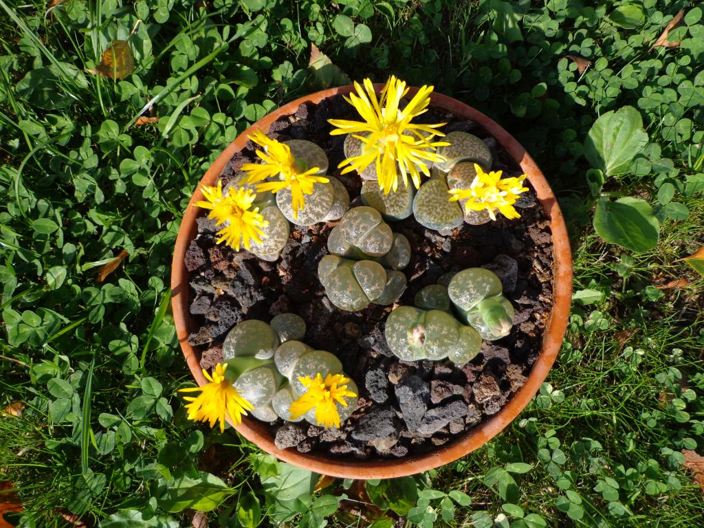 Mes petits Lithops 163_zpse472bede