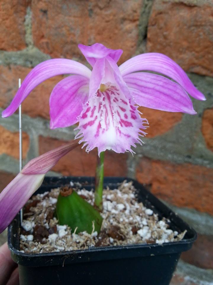 Pleione X Barbarae différents clones 1891122_10202709490971750_1797531109_n_zpsd254fc93