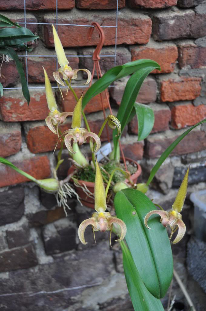 Bulbophyllum lobbii 24_zps2dc0add7