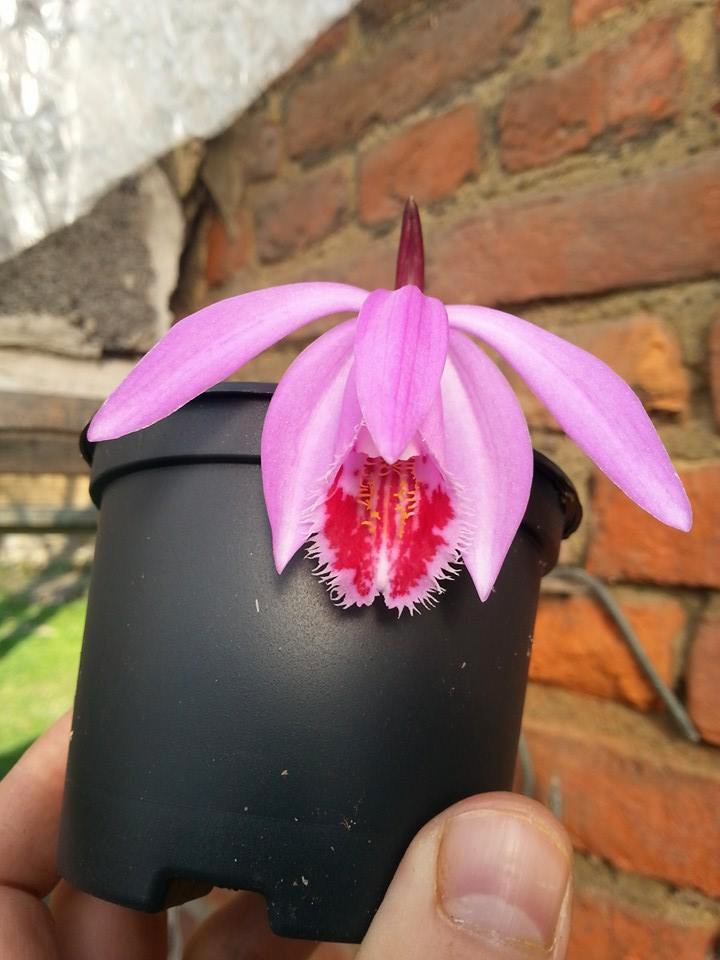 Pleione Hekla "Locking Stumps" 969325_10202696717212414_1094272322_n_zps445664b6