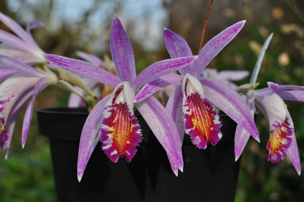 Pleione Confirmation  DSC_0092_zpsftetcyuu