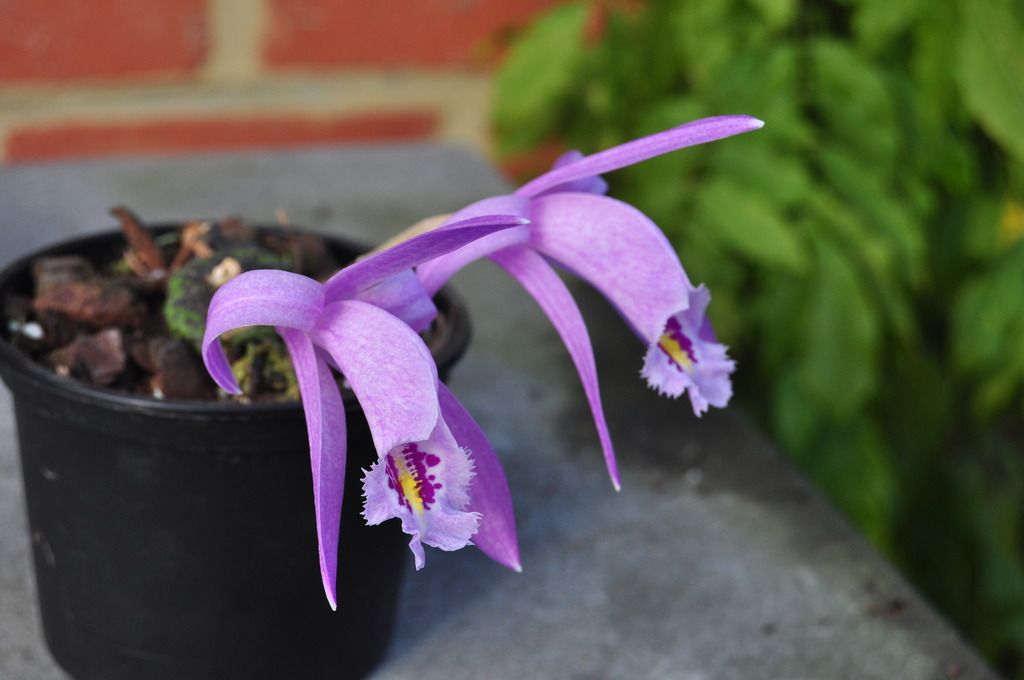 Pleione praecox Laos forme 1 DSC_0097_zpsdk3qlrkv