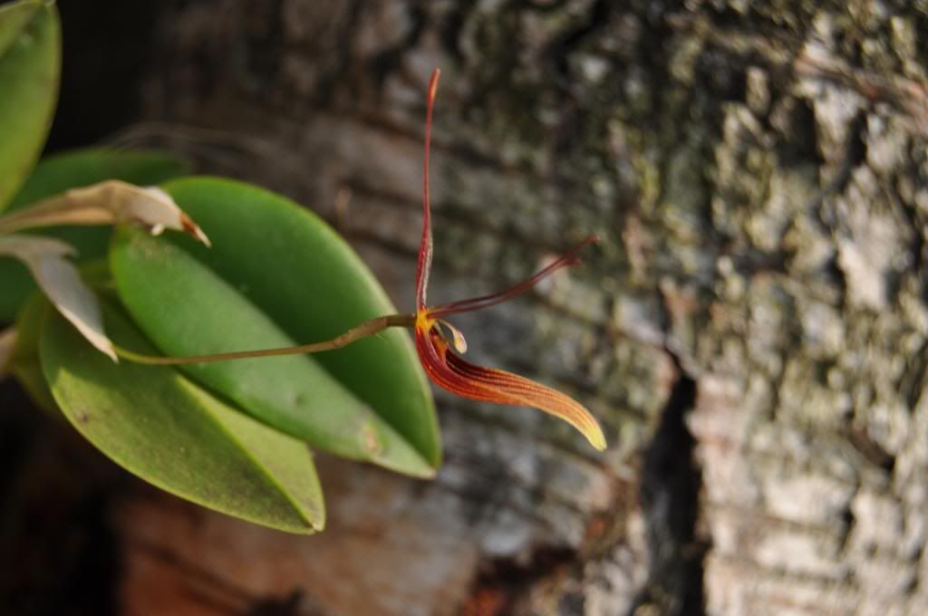  Restrepia trichoglossa DSC_0138_zps37859765