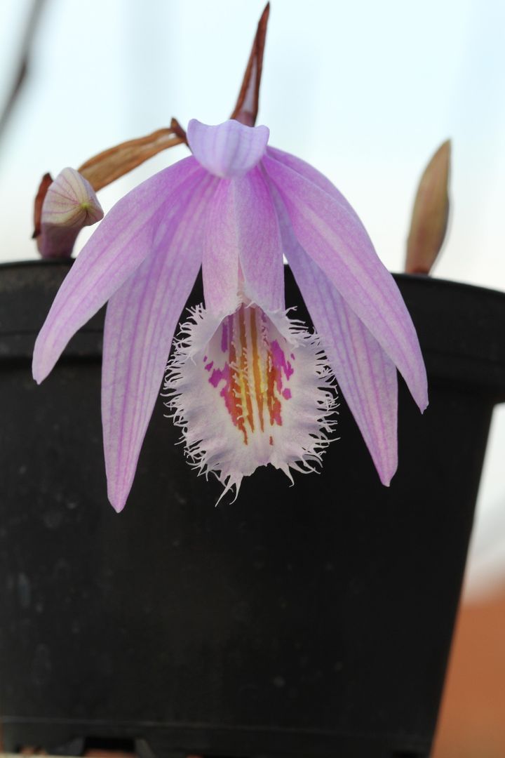 Pleione praecox x Pleione albiflora IMG_2987_zpshza528gk