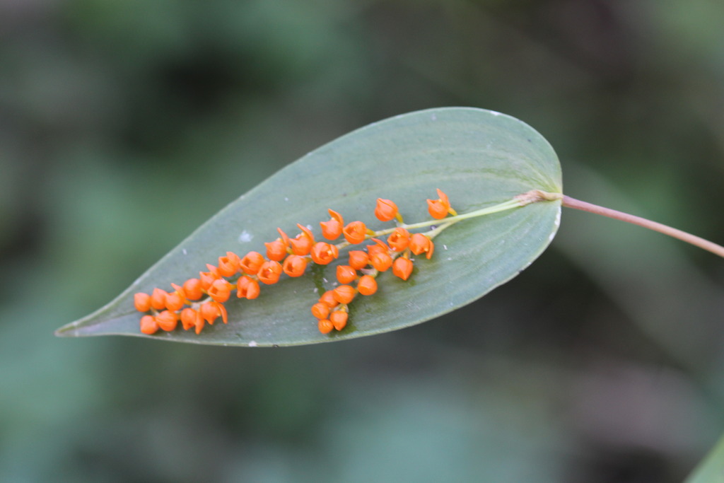 Pleurothallis truncata IMG_3023_zpsxpoxqz00