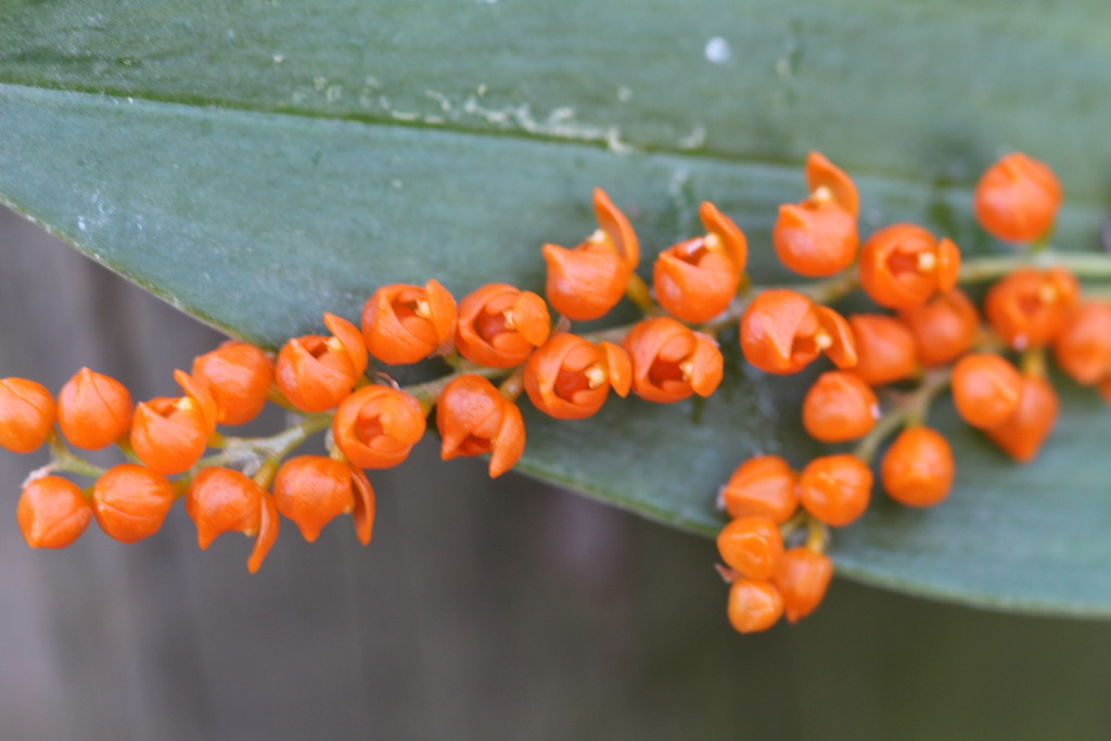 Pleurothallis truncata IMG_3029_zpsk51fepvk