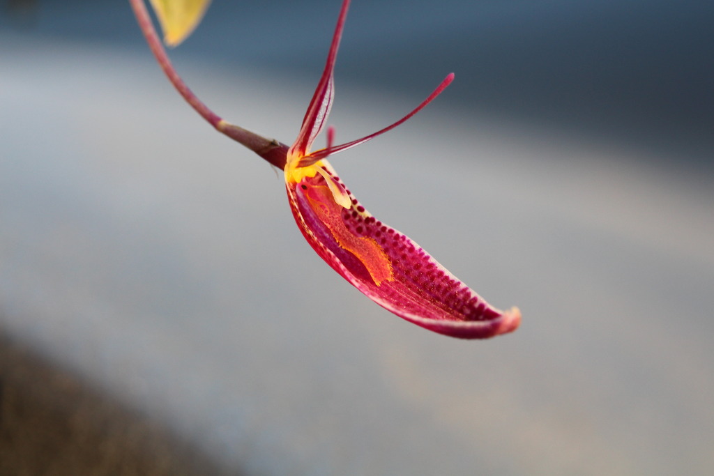 Restrepia condorensis IMG_3042_zps9kiduyxc