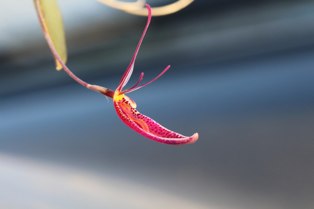 Restrepia condorensis IMG_3047_zpspx47hgf2