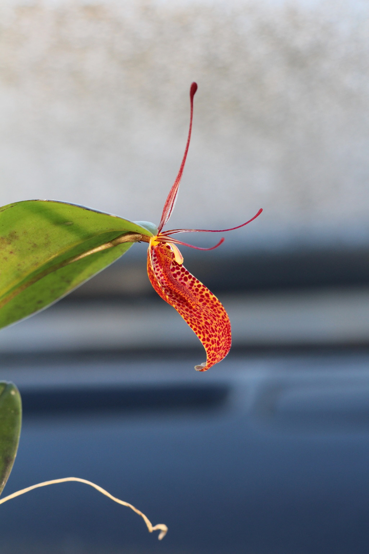 Restrepia contorta IMG_3057_zps8em41hvz