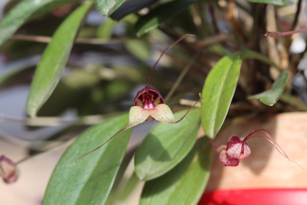 Masdevallia nidifica IMG_3077_zpswbb08wyo