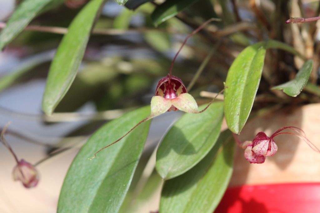 Masdevallia nidifica IMG_3079_zpshff4xixu