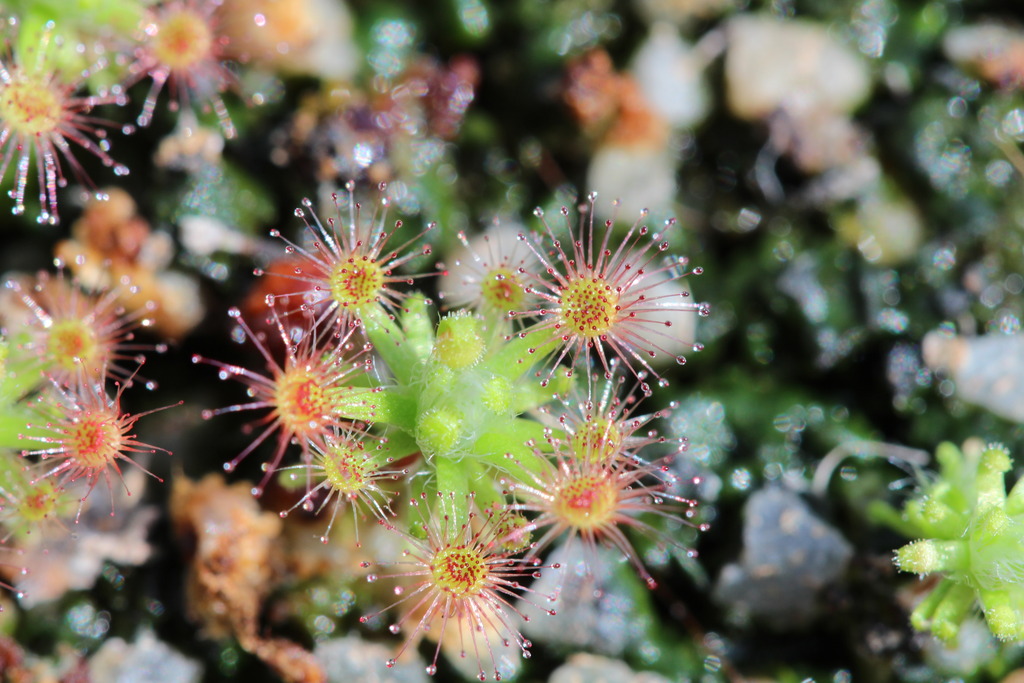 Drosera roseana IMG_3572_zpseobdsxep