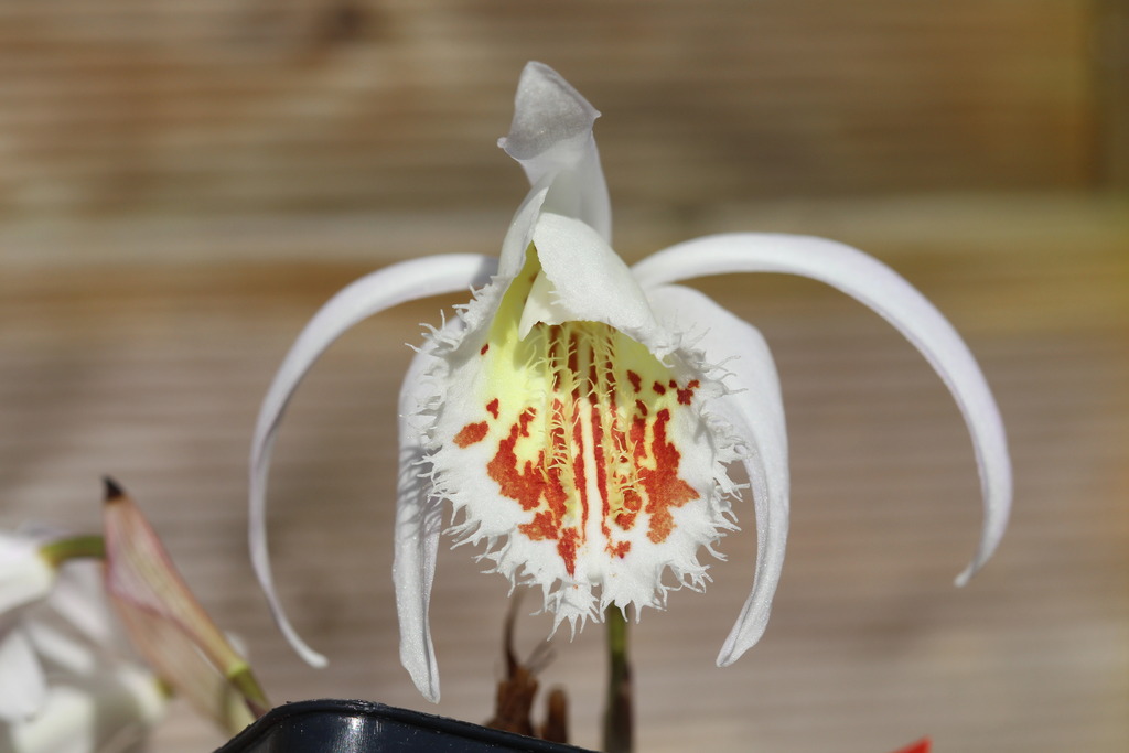 Pleione Dr Mo Weatherhead IMG_3711_zpsec7cxemz