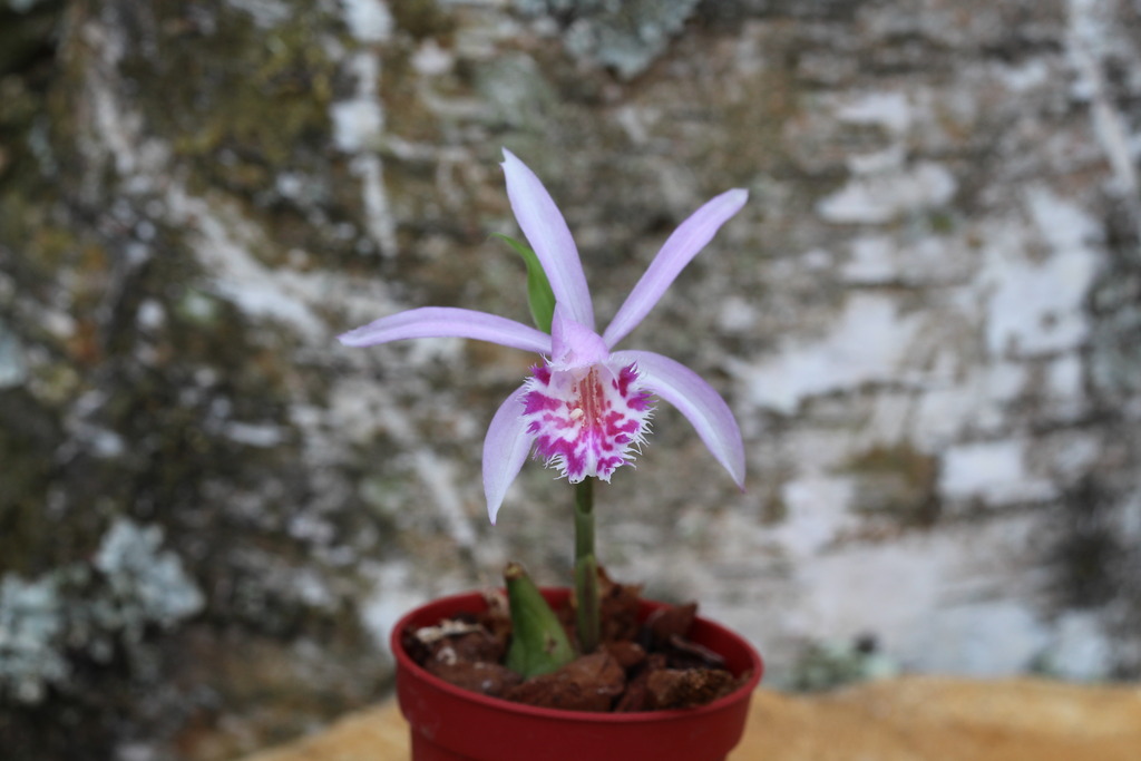 Pleione limprichtii 'Touareg' IMG_3965_zps7a6khxps