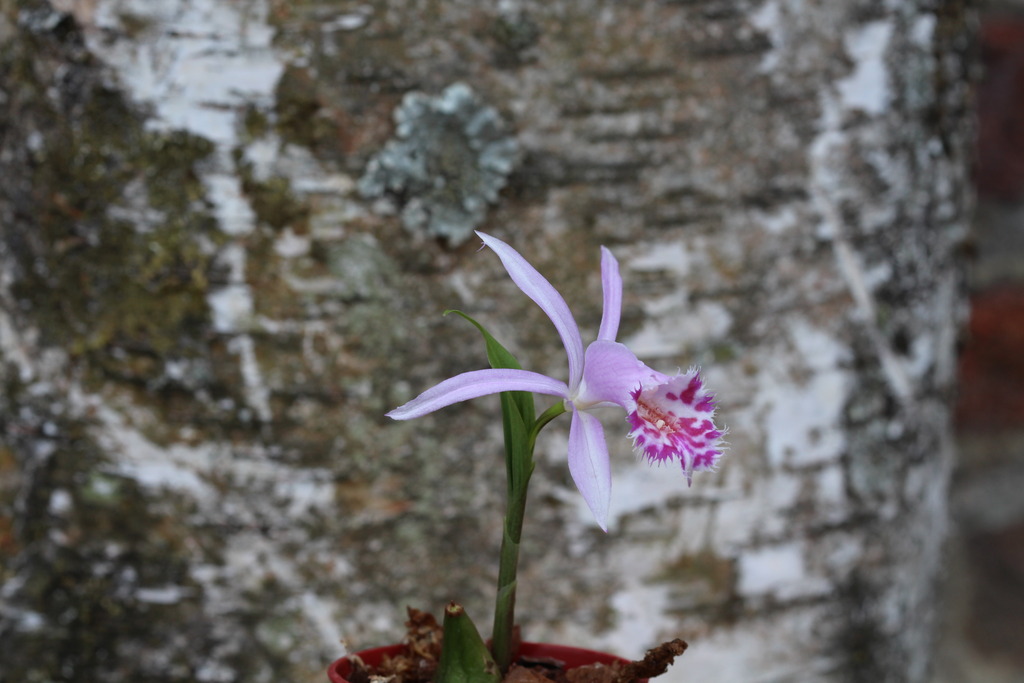 Pleione limprichtii 'Touareg' IMG_3967_zpsckpqv9ny